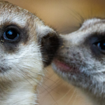 Two meerkats whispering